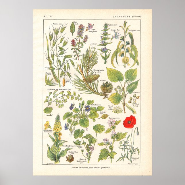 Medicinal Plants Calming Emollient Print in French (Front)