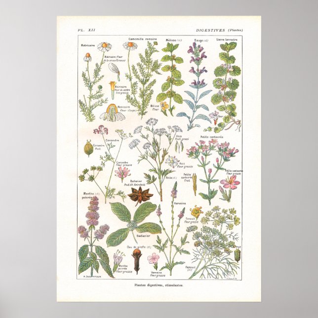 Medicinal Plants Digestive Stimulants in French Poster (Front)