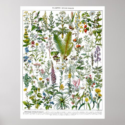 Medicinal Plants  Flowers by Adolphe Millot Poster