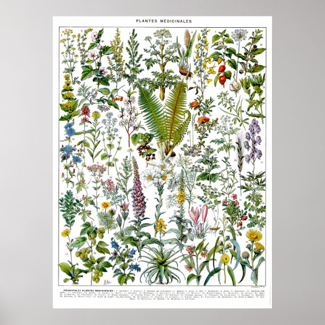 Medicinal Plants & Flowers by Adolphe Millot Poster (Front)