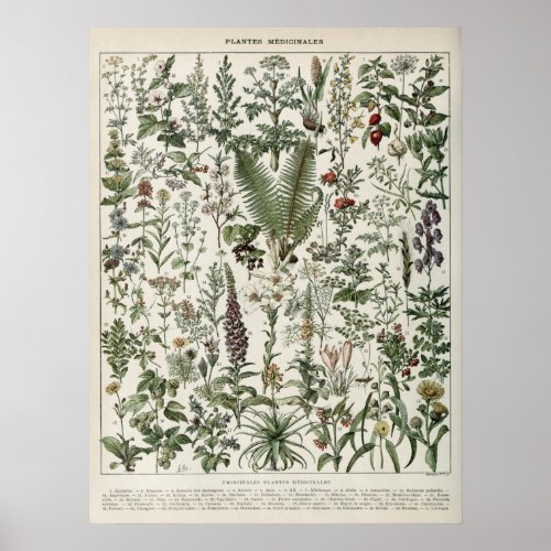 Medicinal Plants Illustration Vintage Print