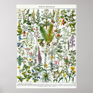 Medicinal Plants Poster