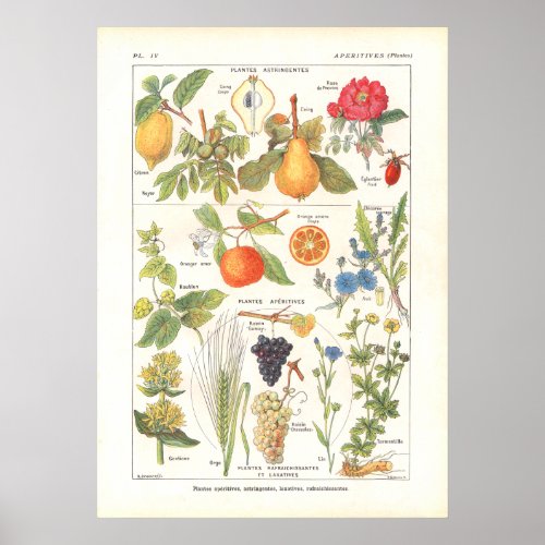 Medicinal Plants Refreshing Print in French