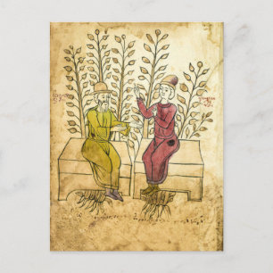 Medieval Herbalist Manuscript real photo postcard
