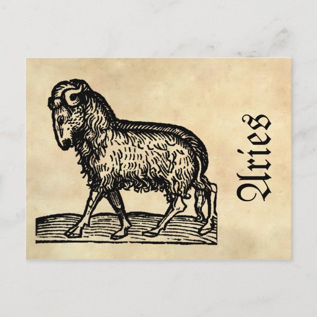 Medieval Renaissance Zodiac Symbol Aries Postcard (Front)