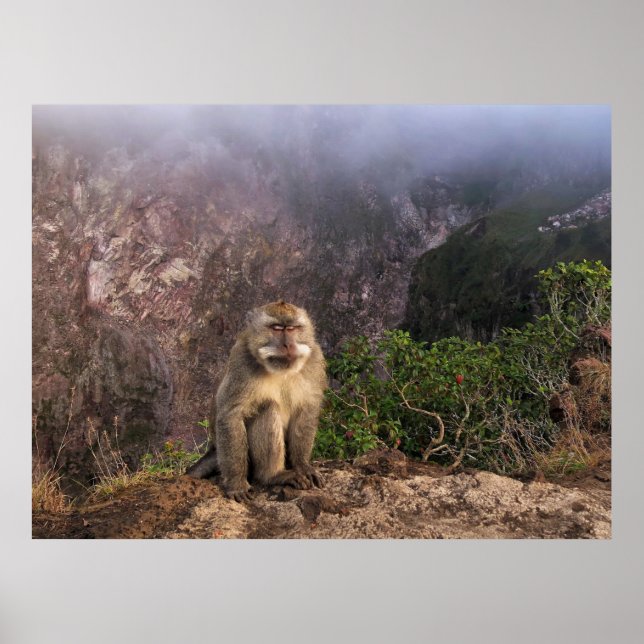 Meditating Macaque in the Mist Poster (Front)