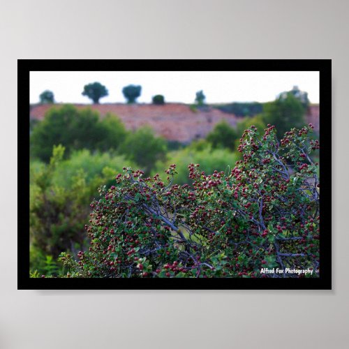 Mediterranean Buckthorn in Canyon Poster