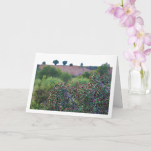 Mediterranean Buckthorn, Rhamnus Alaternus Plant Card