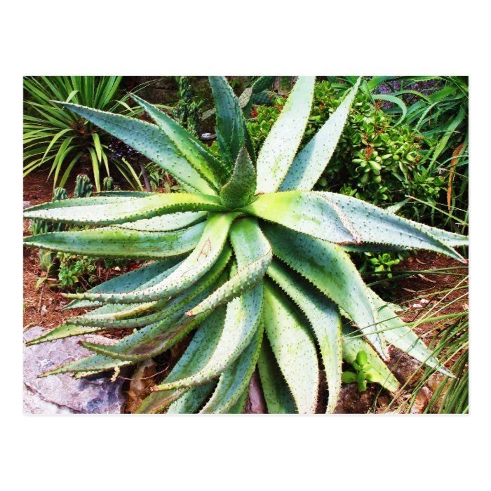 Mediterranean Cactus growing along  Italian coast Post Cards