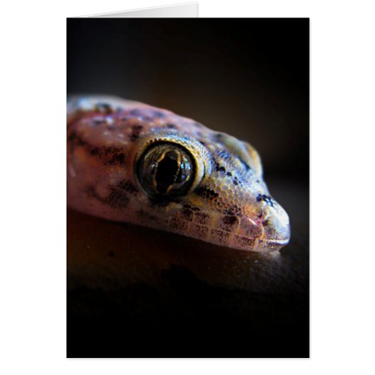 Mediterranean Gecko Lizard (Front)