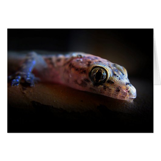 Mediterranean Gecko Lizard Cards (Front Horizontal)