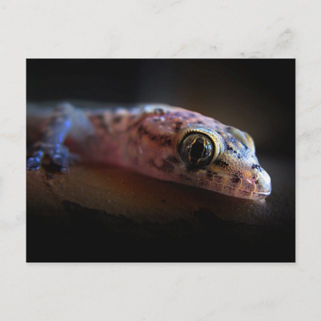 Mediterranean Gecko Lizard Postcard (Front)