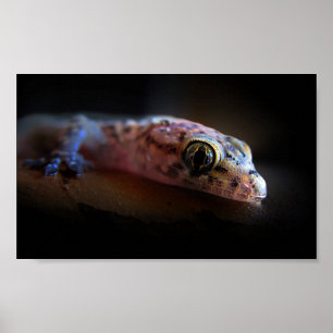 Mediterranean Gecko Lizard Poster