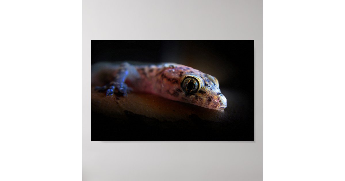 Mediterranean Gecko Lizard Poster | Zazzle