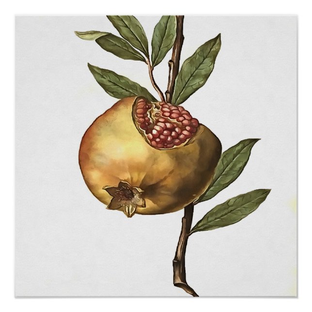 Mediterranean Pomegranate Fruit And Seeds Botanica Poster (Front)