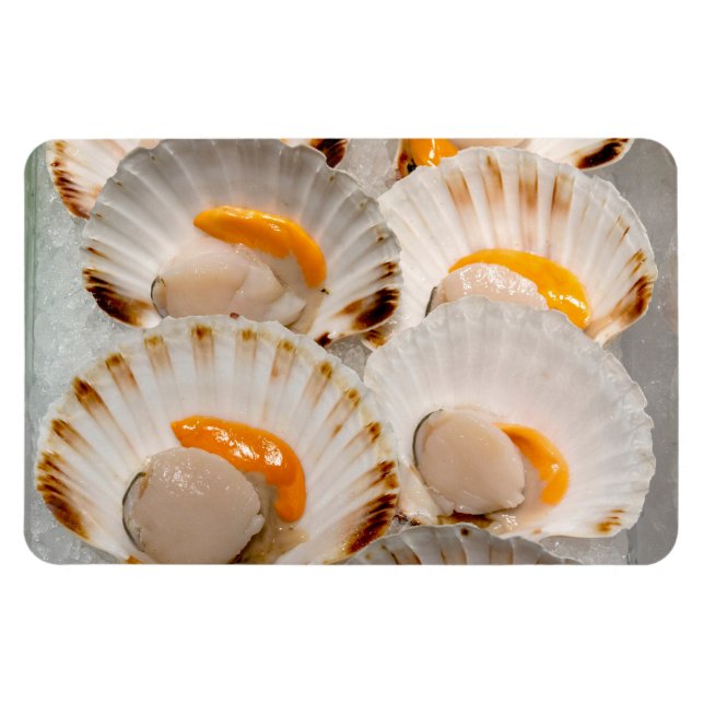 Mediterranean scallops  magnet (Horizontal)
