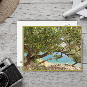Mediterranean Sea Olive Tree Postcard