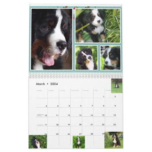 Medium Berner Nation Babes 2017 calender Calendar | Zazzle