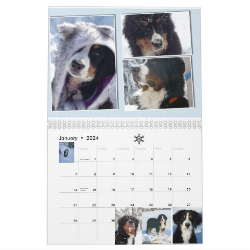 Medium Berner Nation Babes 2017 calender Calendar Zazzle