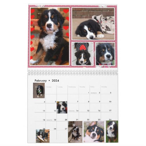 Medium Berner Nation Babes 2017 calender Calendar Zazzle
