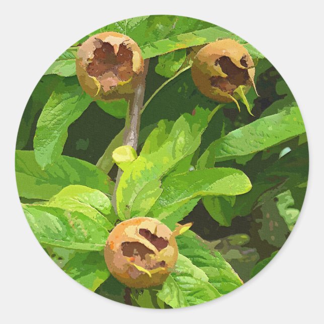 MEDLAR FRUIT CLASSIC ROUND STICKER (Front)
