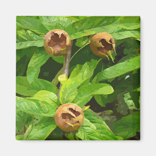 MEDLAR FRUIT MAGNET