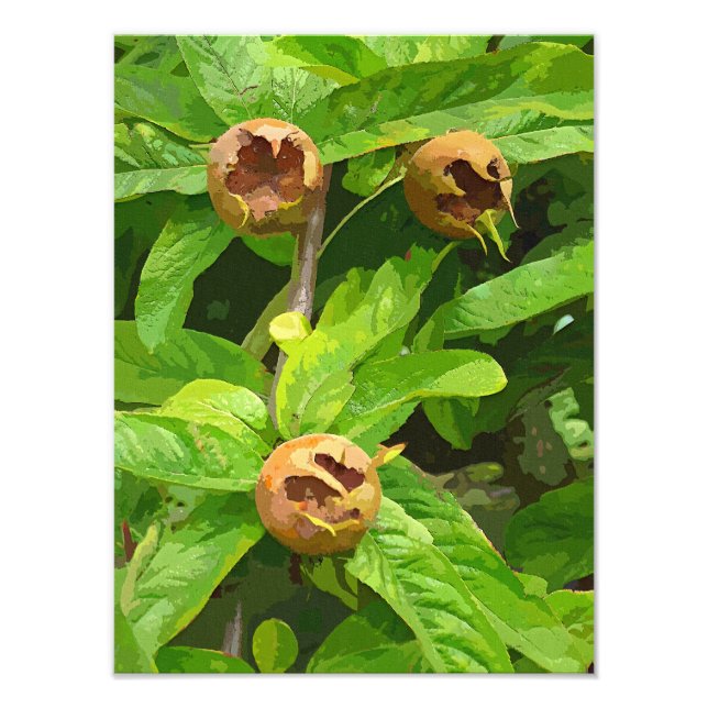 MEDLAR FRUIT PHOTO PRINT (Front)