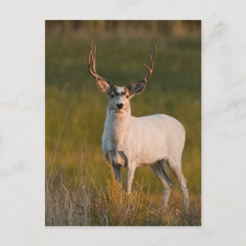 Meekers White Buck 2 Postcard