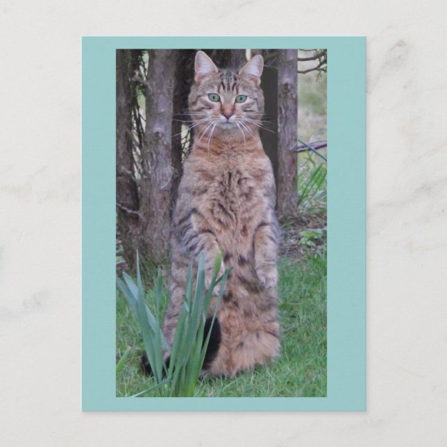 Meercat Cat Postcard (Front)