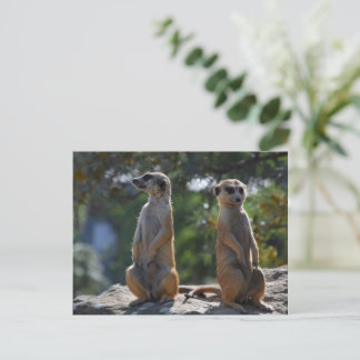 Meercat  postcard