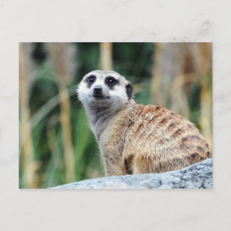 Meercat Postcard