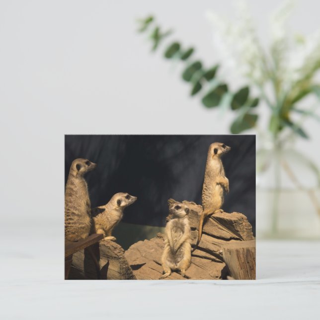 Meercat  postcard (Standing Front)