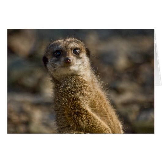 Meerkat (Front Horizontal)