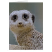 meerkat (Front)