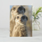 Meerkat (Standing Front)