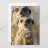 Meerkat (Front/Back)