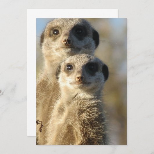 Meerkat (Front/Back)