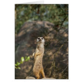 Meerkat (Front)