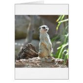 Meerkat (Front)