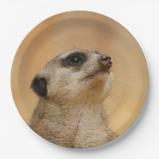 Meerkat20151002 Paper Plates
