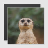 Meerkat 001 (Front/Back)