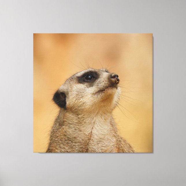 Meerkat 001 by JAMFoto Canvas Print (Front)