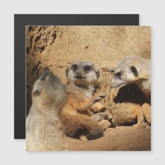 Meerkat 002 (Front/Back)