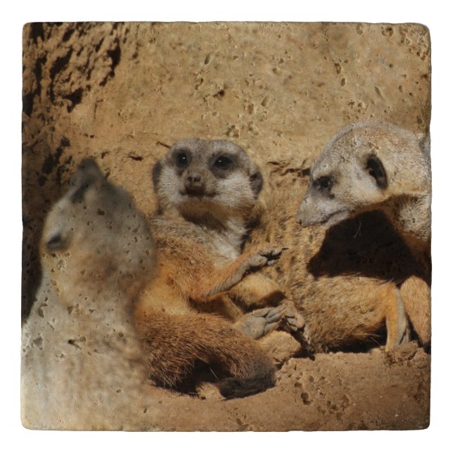 Meerkat 002 trivet (Front)