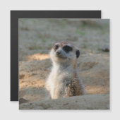 Meerkat 004 (Front/Back)