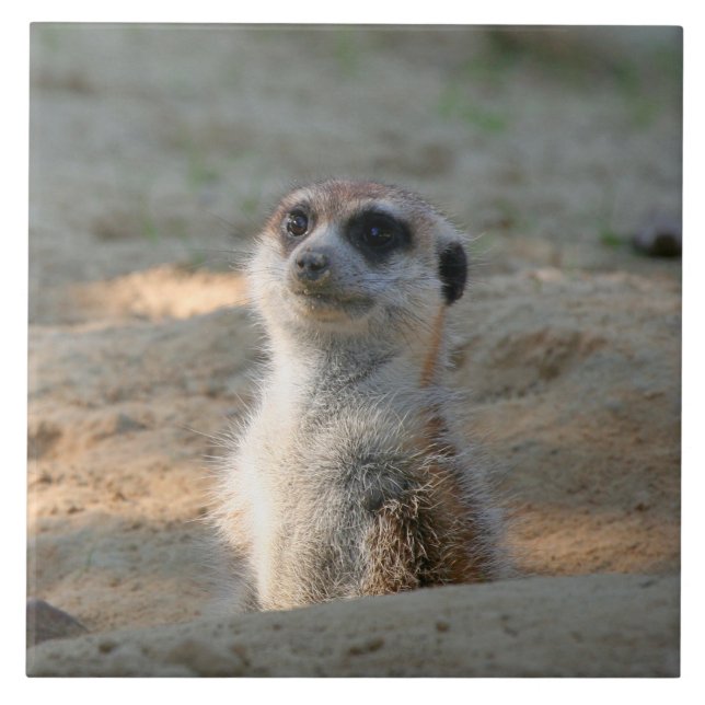 Meerkat 004 ceramic tile (Front)
