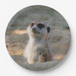 Meerkat 004 paper plates