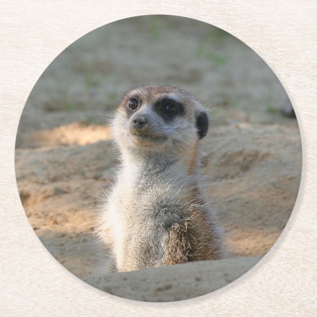 Meerkat 004 round paper coaster (Front)