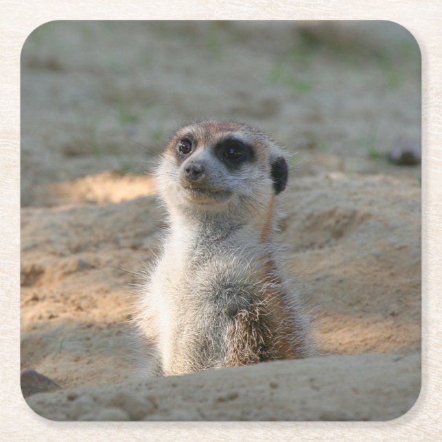 Meerkat 004 square paper coaster (Front)