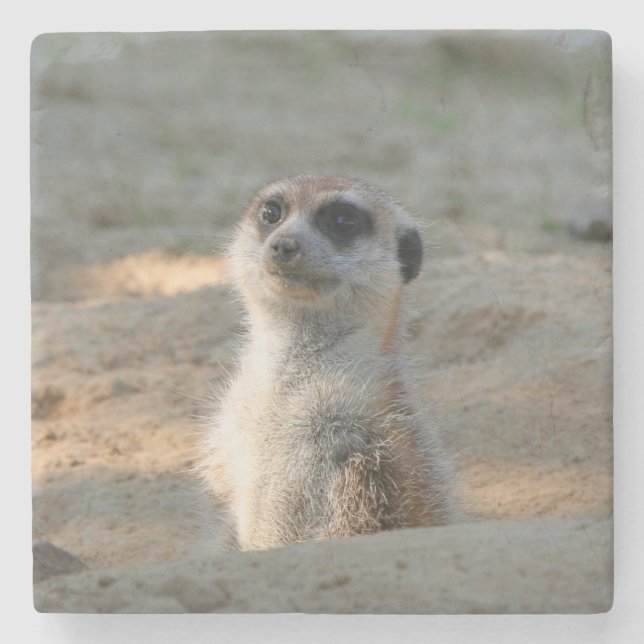 Meerkat 004 stone coaster (Front)
